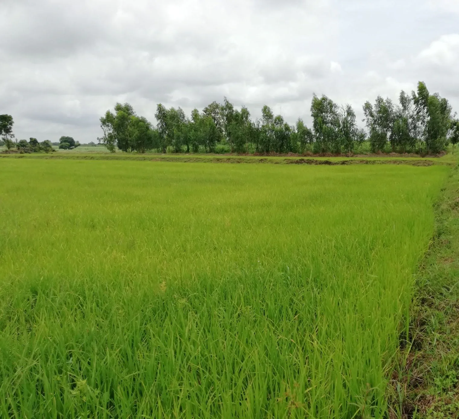 Bilsanda, Uttar Pradesh 262202, India