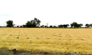 Dhulet, Madhya Pradesh 456443, India preview 3