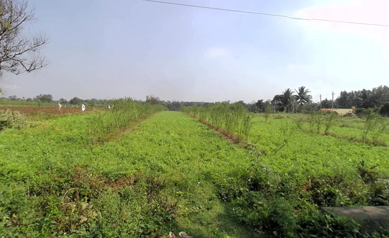 Chikkakanya, Karnataka 571311, India preview 3