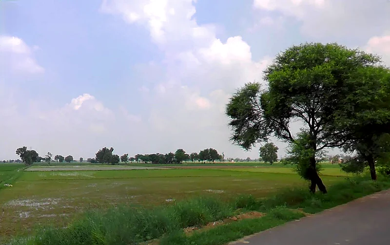 Barwala, Haryana 125121, India preview 2