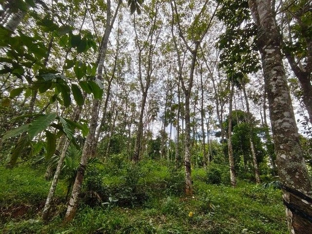 Meenangadi, Kerala, India