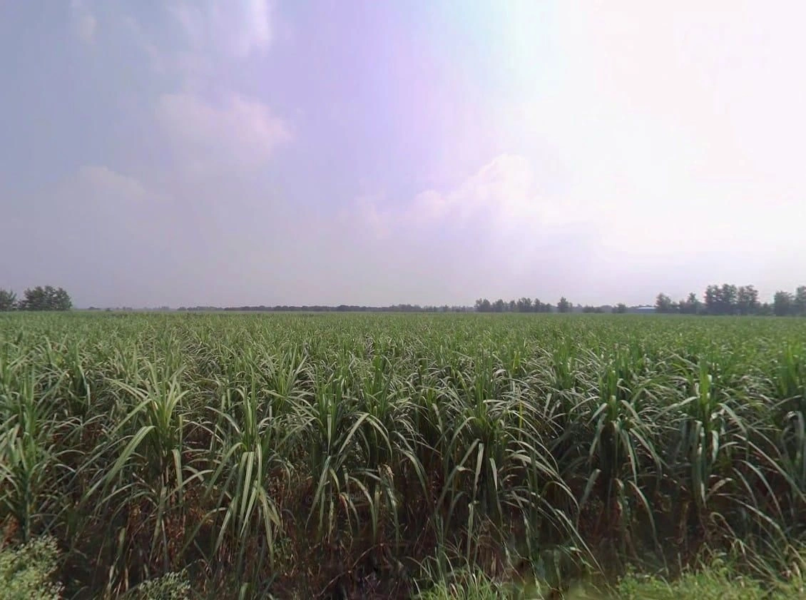 5Q3J+WXF, Mahalka, Uttar Pradesh 250222, India