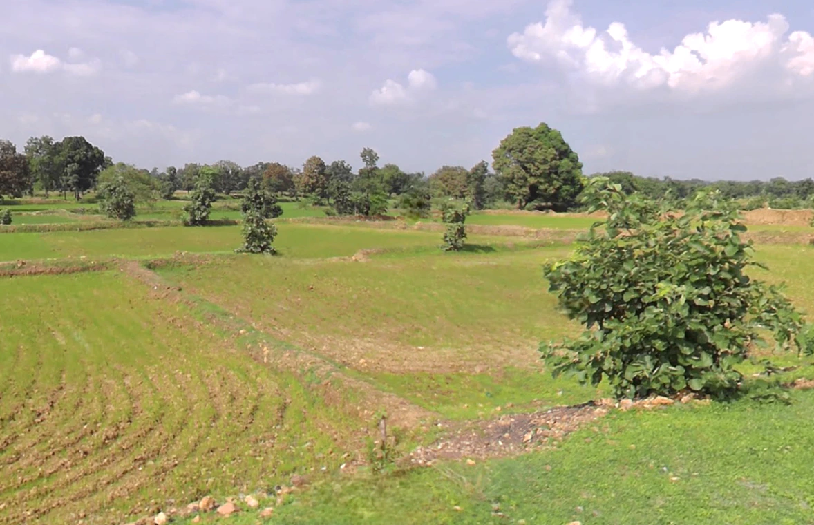 Jewara, Chhattisgarh 491335, India