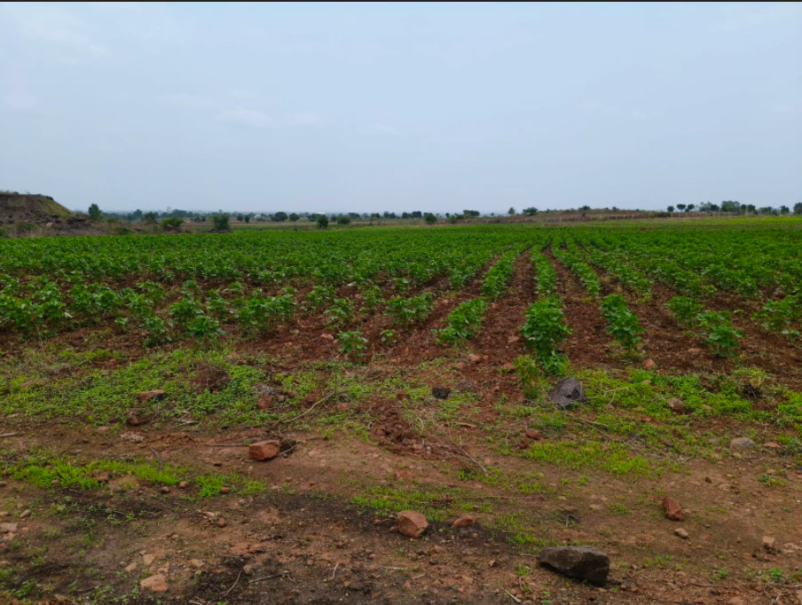 MC85+H2 Biruwala, Bijnor, Uttar Pradesh, India