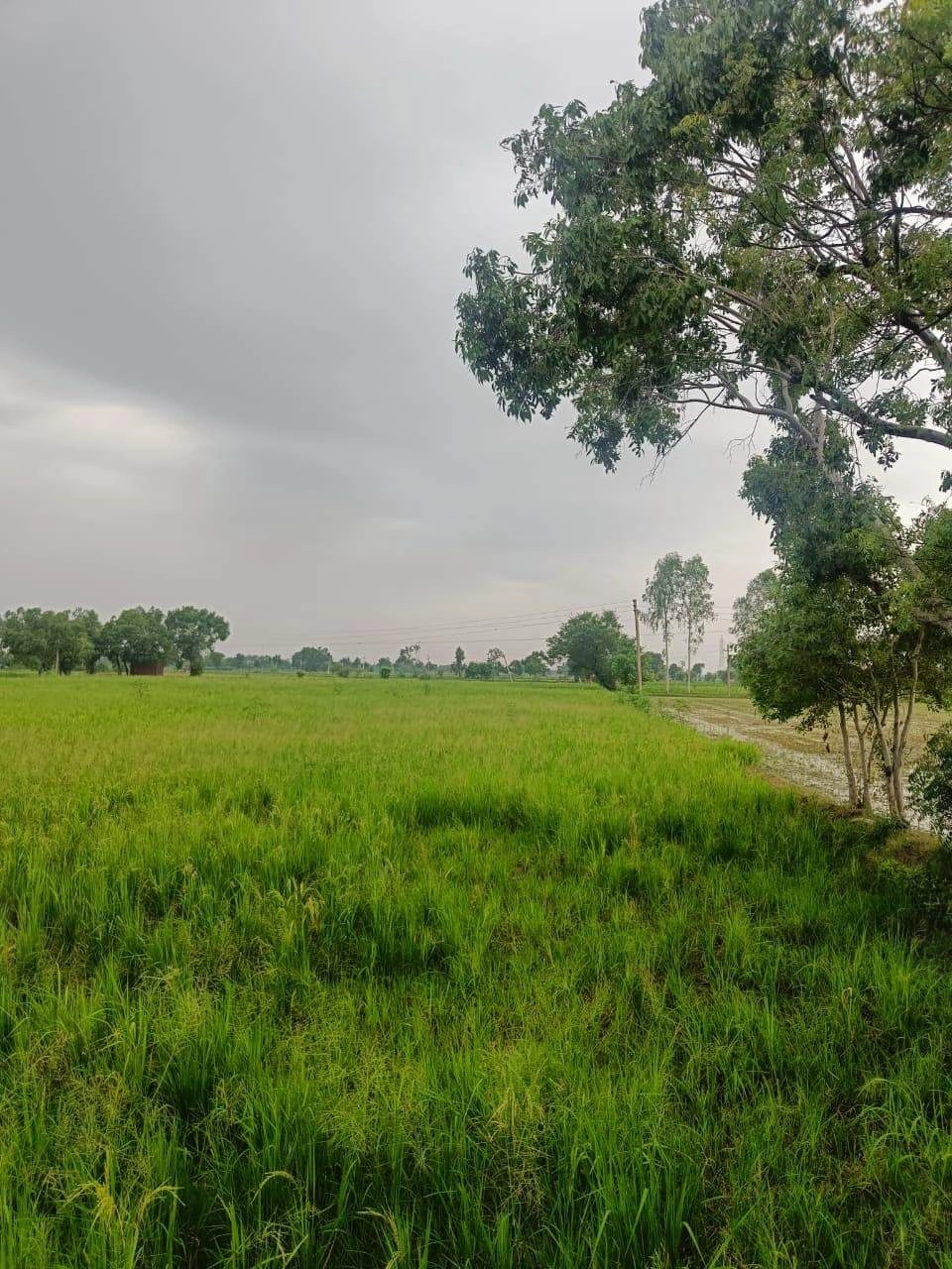 Bukharari, Mathura, Uttar Pradesh, India
