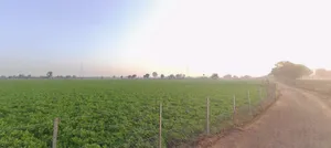 34V7+CX Sokali, Gujarat, India preview 2