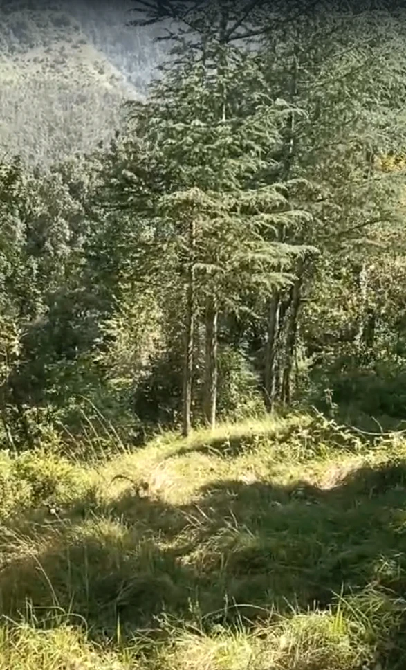 Q9QG+2Q3, Lana Cheta Rd, Kuftu, Kheri Bunal, Himachal Pradesh 173104, India