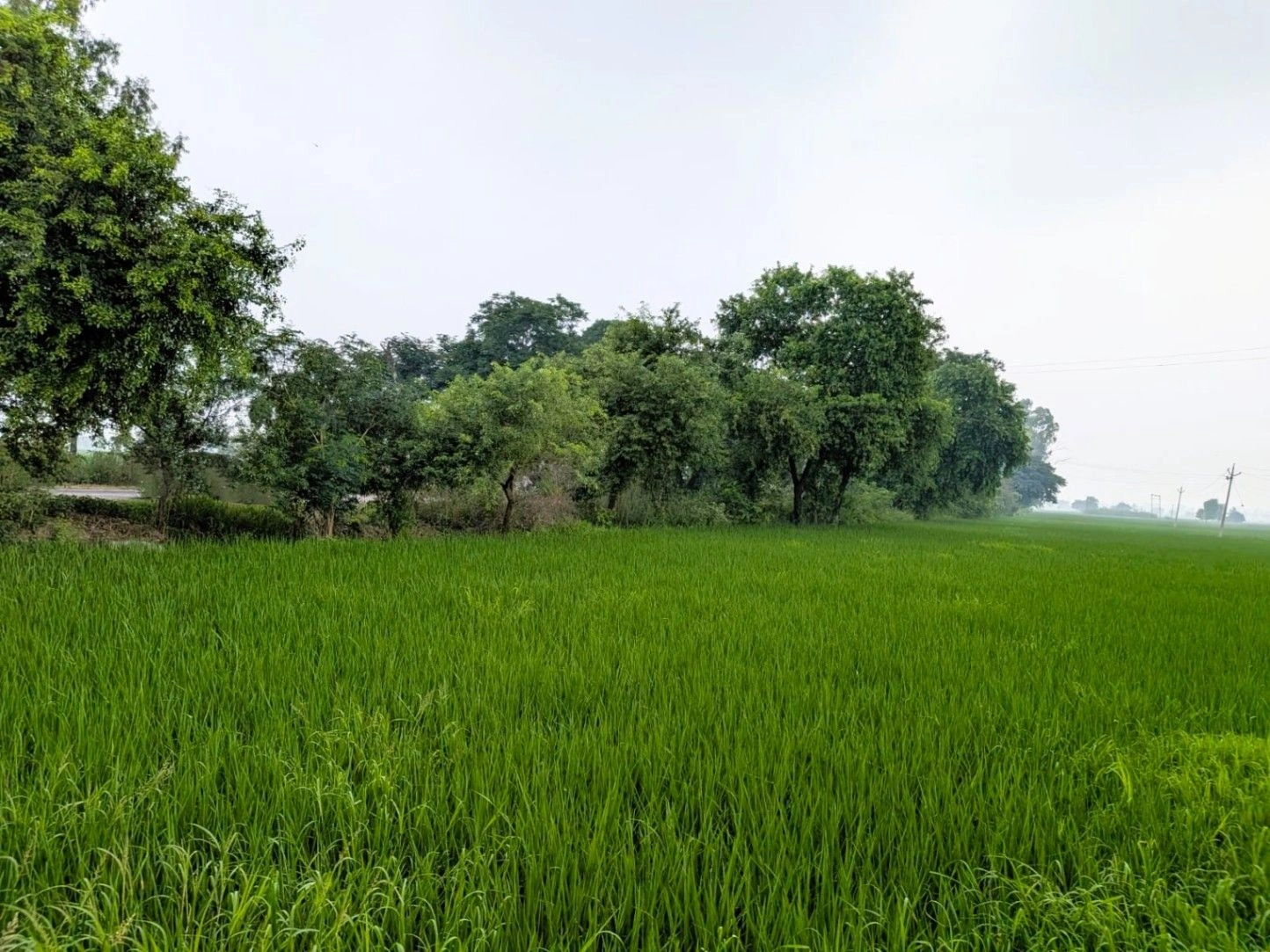 HMGR+WGX, Karnal, Thari, Haryana, India