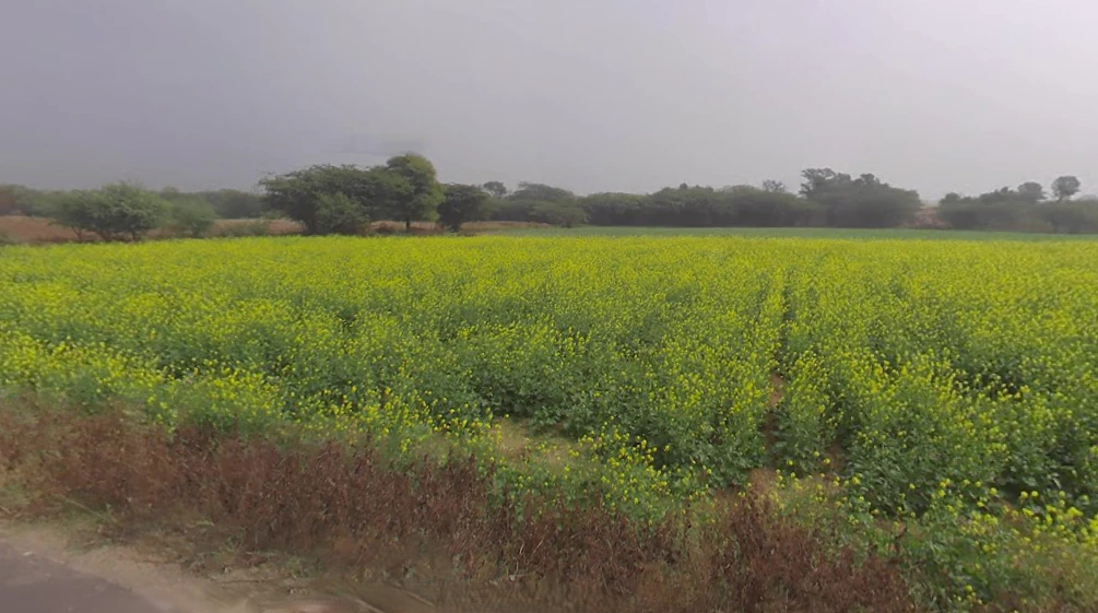 Near Meer Bawari, Shiv Chowk, Hospital Road, Dist, Tehsil, Kekri, Rajasthan 305404, India