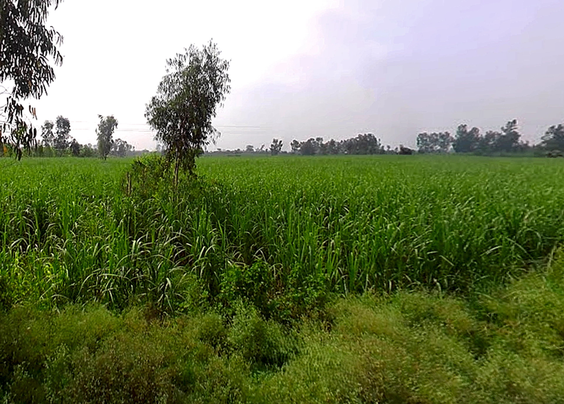 Bhaguwala, Uttar Pradesh 246749, India