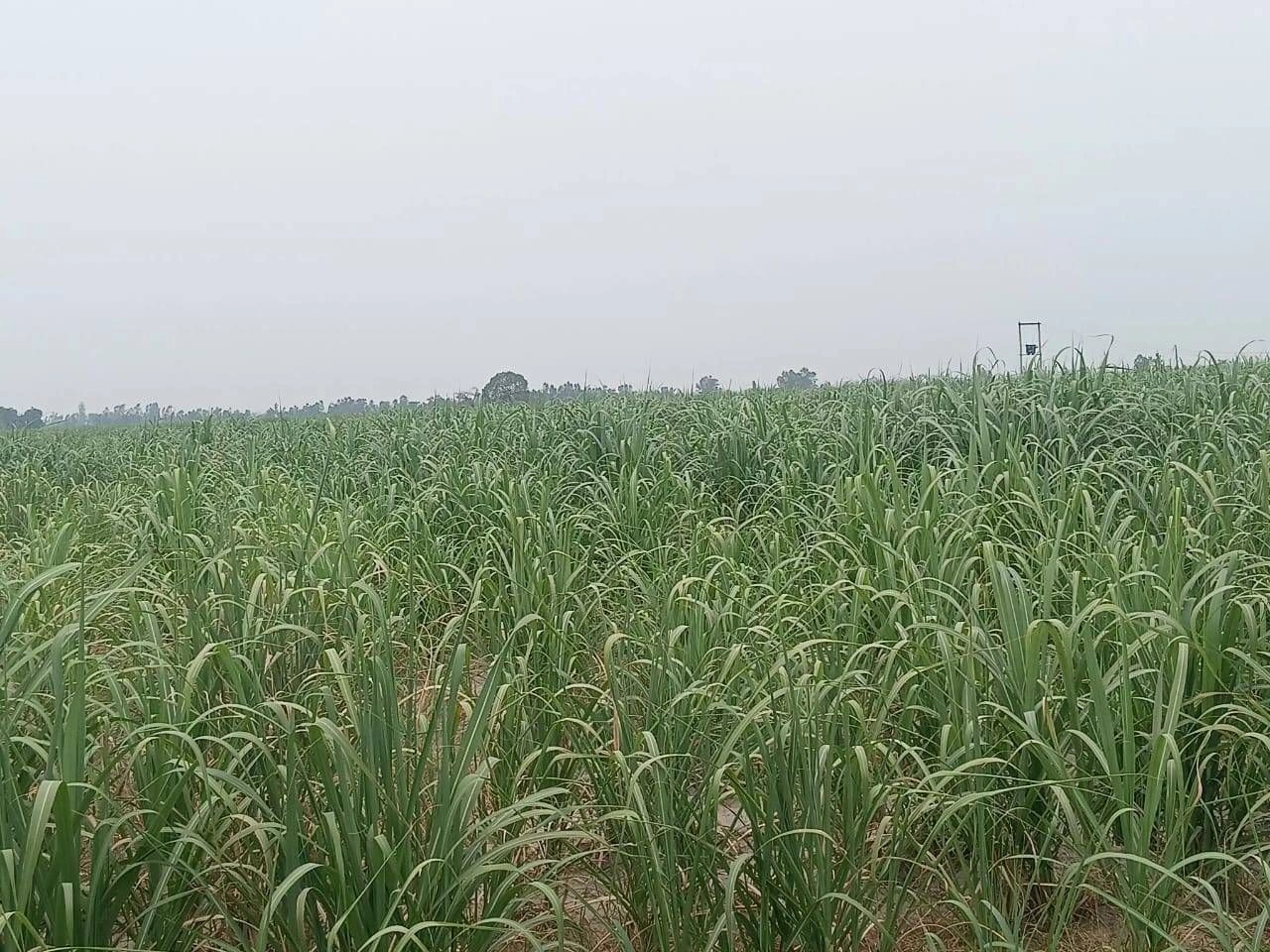 Fatehpur, Uttar Pradesh, India