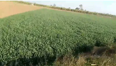 3X5H+XR Ghatigaon, Gwalior, Madhya Pradesh, India preview 2