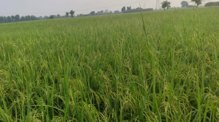 RP5V+Q8 Sikanderpur, Mathura, Uttar Pradesh, India