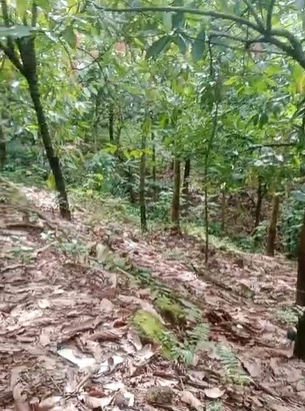 Mankulam, Kerala 685565, India preview 2