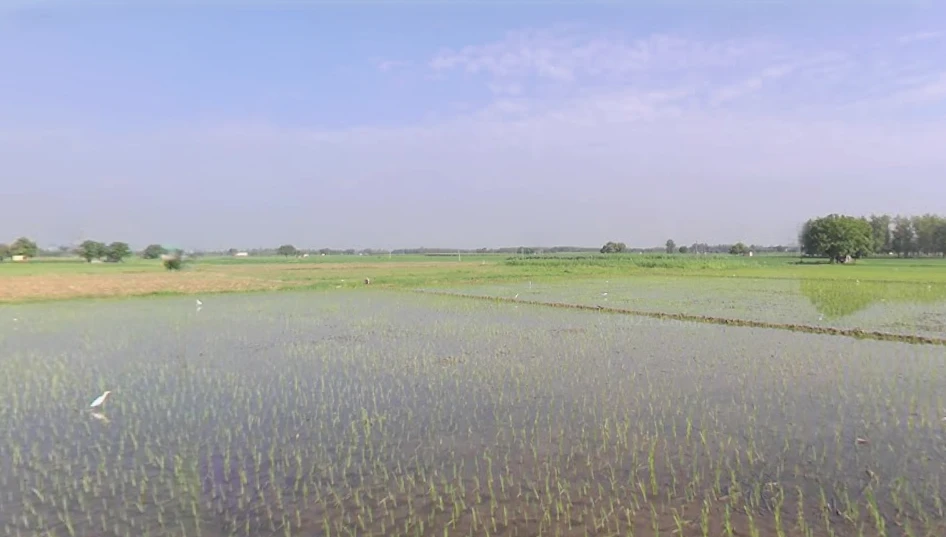 Patiala - Devigarh Rd, Panjeta, Bhunarheri, Punjab, India