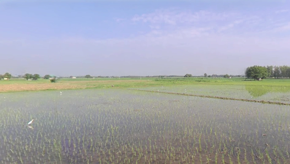 Patiala - Devigarh Rd, Panjeta, Bhunarheri, Punjab, India