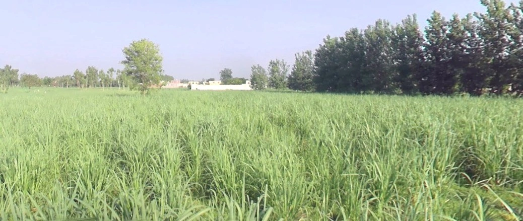 Pipliya Bujurg, Madhya Pradesh 451225, India