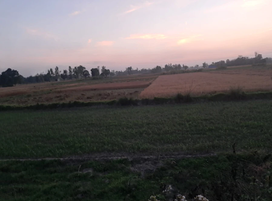 Nakodar, Punjab 144040, India