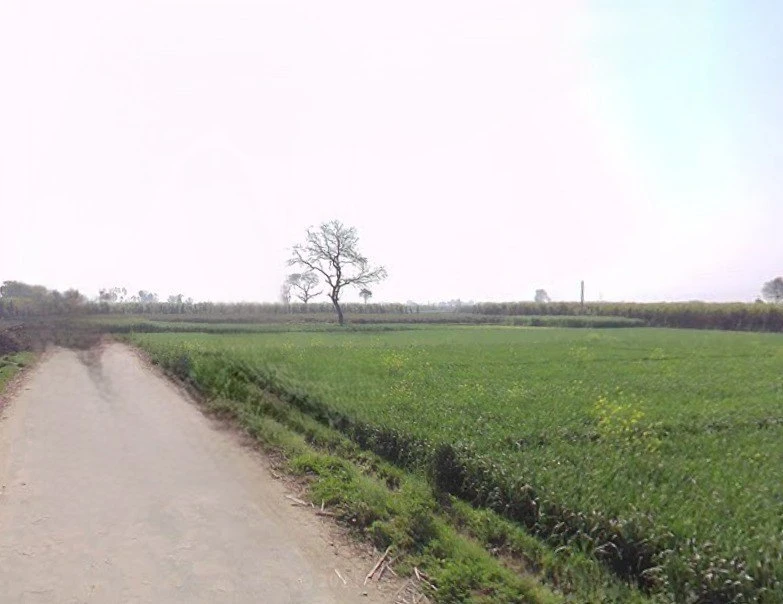 Mawana, Uttar Pradesh, India