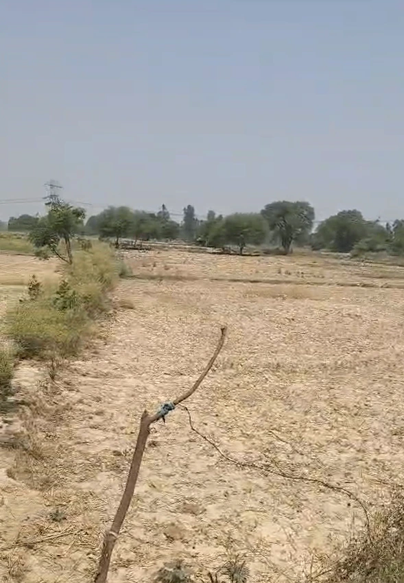 H2G8+7FW, Sirsa, Uttar Pradesh 212305, India