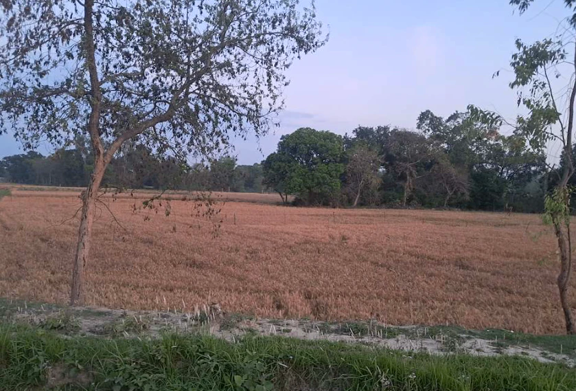 Barnagar, Madhya Pradesh 456771, India