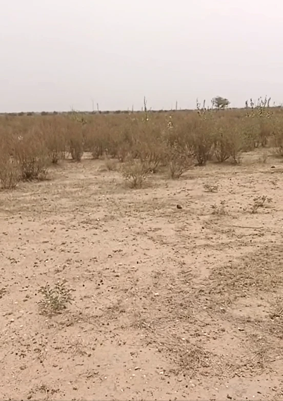 WWHH+5GQ, Jaisalmer, Pokhran, Rajasthan 345021, India