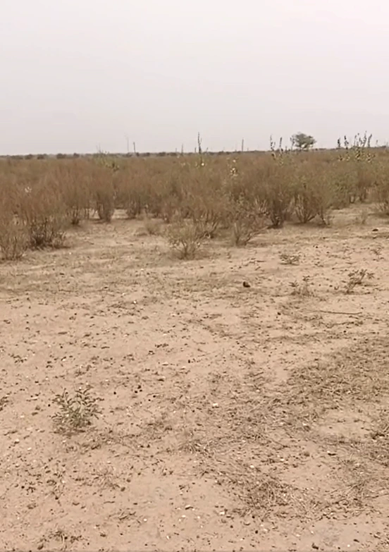 WWHH+5GQ, Jaisalmer, Pokhran, Rajasthan 345021, India
