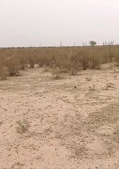 WWHH+5GQ, Jaisalmer, Pokhran, Rajasthan 345021, India preview 2