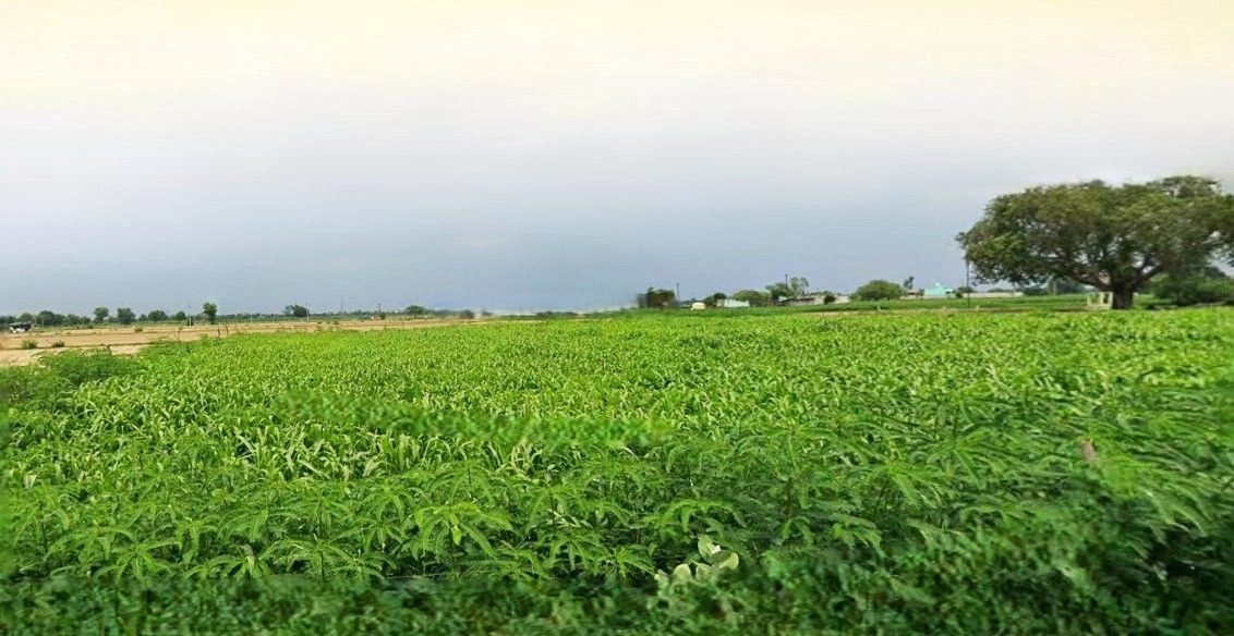 Mant, Uttar Pradesh 281202, India