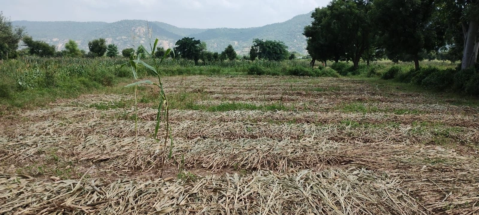 Rundh Binak, Rajasthan, India