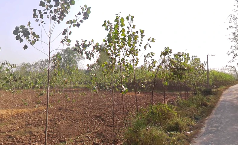 Kamalpur Aht., Uttar Pradesh 247662, India