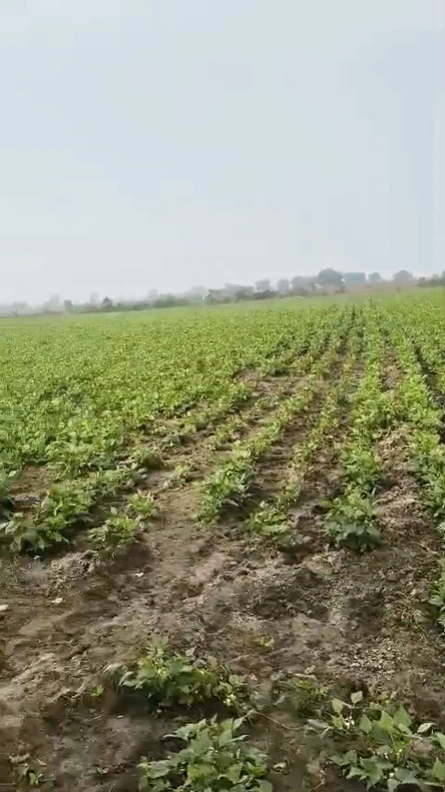 2J4Q+MQ Jassia, Haryana, India