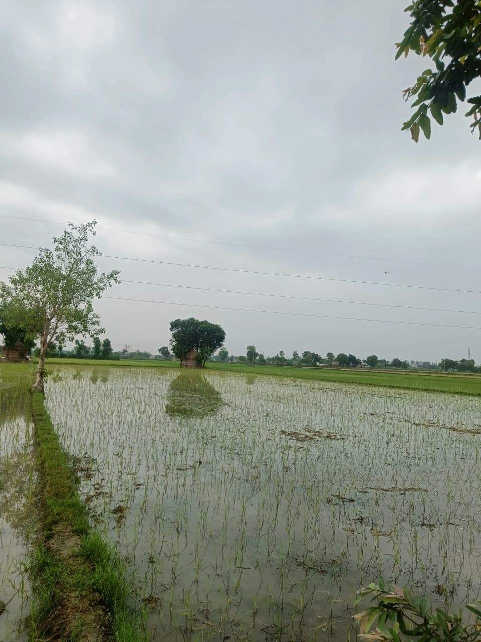 Bukharari, Mathura, Uttar Pradesh, India