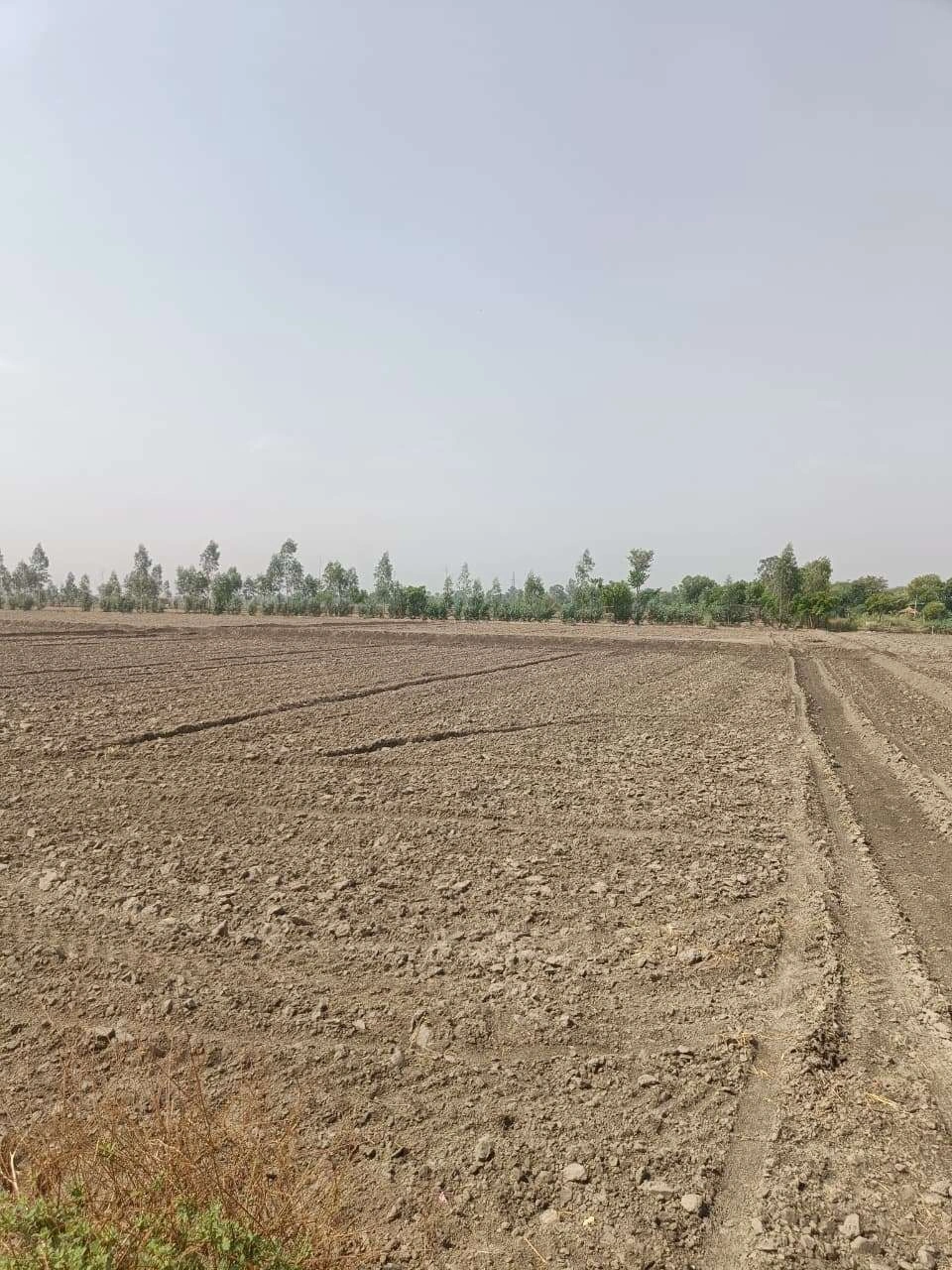 Aou, Rajasthan, India