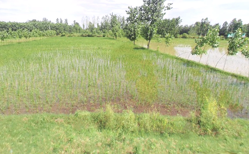 Punwarka, Uttar Pradesh 247120, India