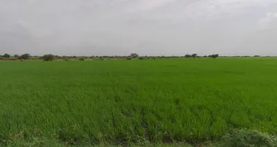 Jamni, Gujarat 387630, India preview 3