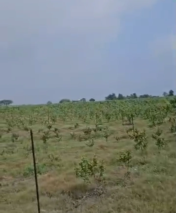 W87M+XJ Dabra, Madhya Pradesh, India