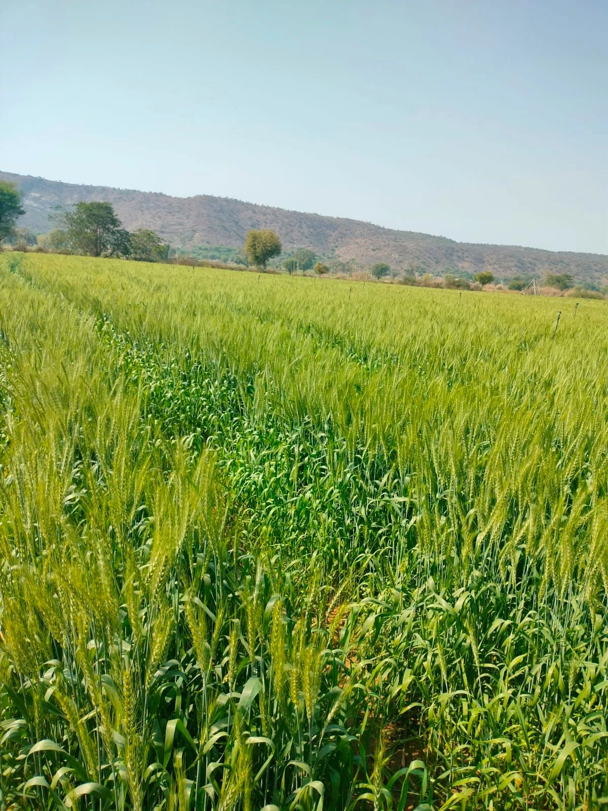 Parisal, Alwar, Alwar, Rajasthan, India