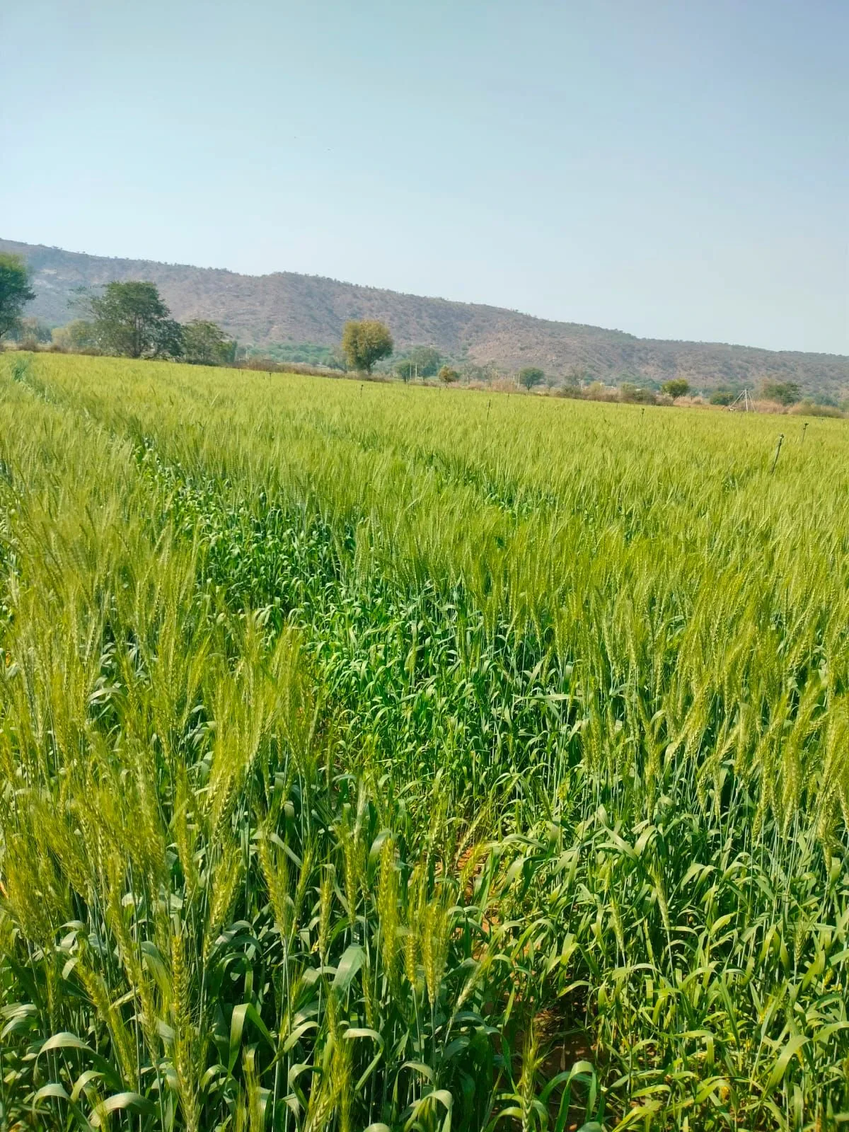 Parisal, Alwar, Alwar, Rajasthan, India