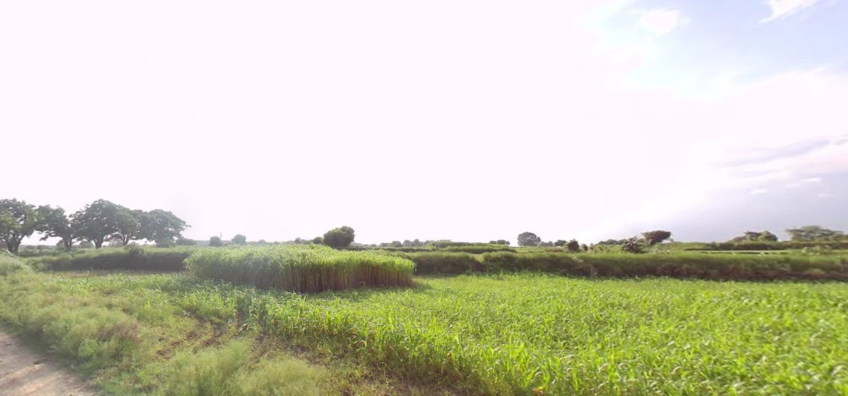 Barnagar, Madhya Pradesh 456771, India