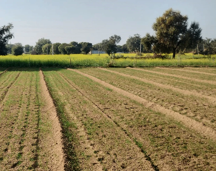 G66Q+97 Bhadson, Patiala, Punjab, India