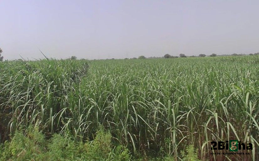Pithlokar, Uttar Pradesh 250342, India