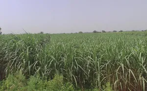 Pithlokar, Uttar Pradesh 250342, India preview 3