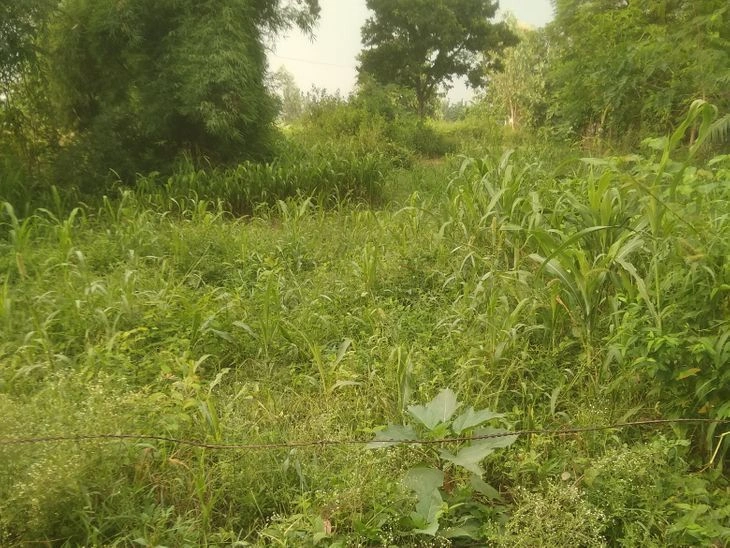 Nagina, Bijnor, Uttar Pradesh 246762, India - Photo 3