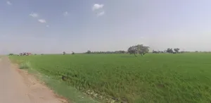 Pipaltha, Haryana 126116, India preview 2