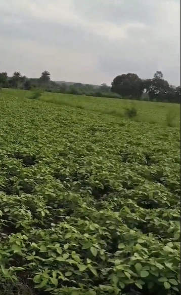 Bardiya Gujar, Mandsaur, Madhya Pradesh 458895, India