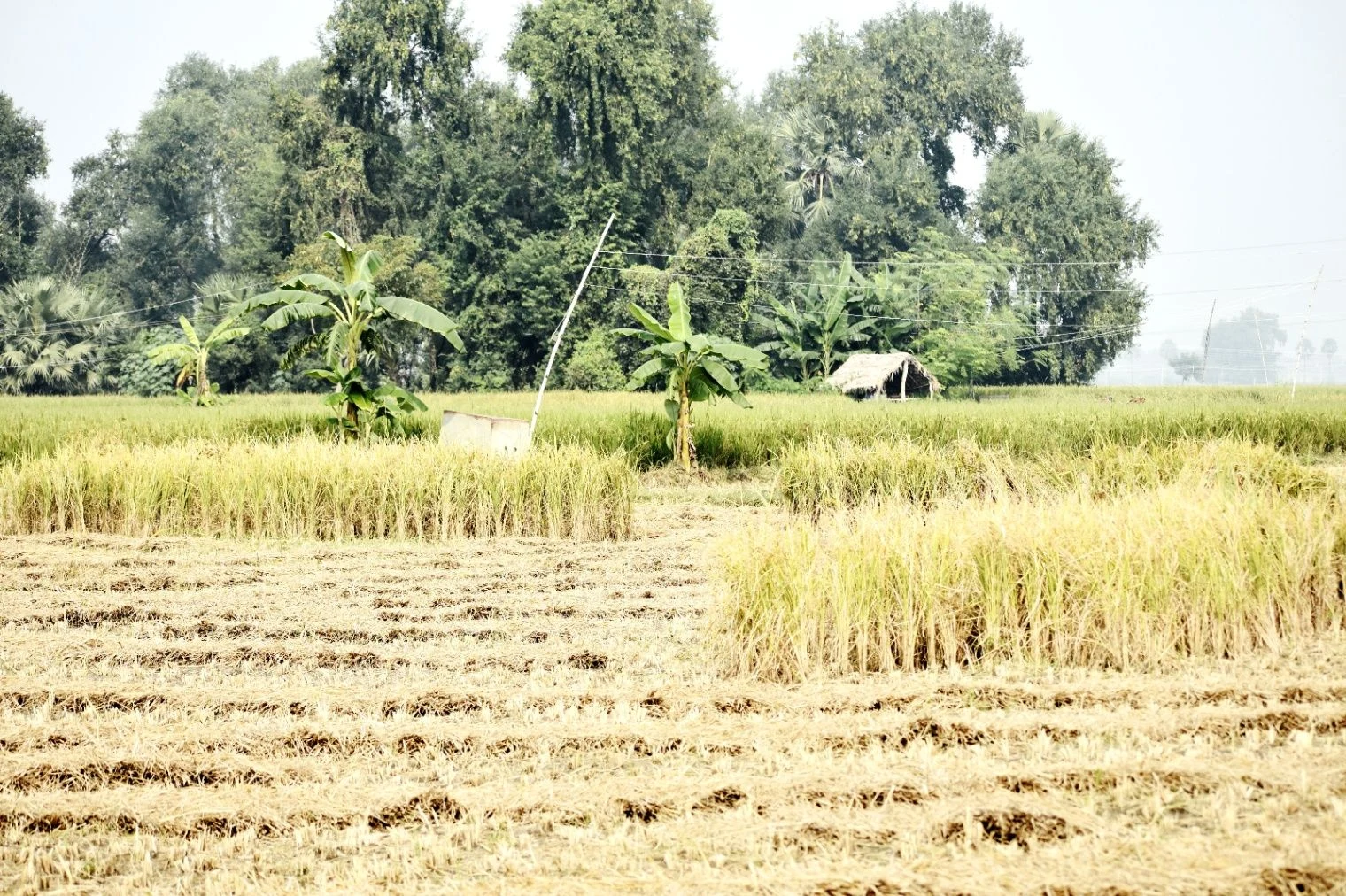 RV5P+HG2, Shakkar Khedi, Madhya Pradesh, India preview 2