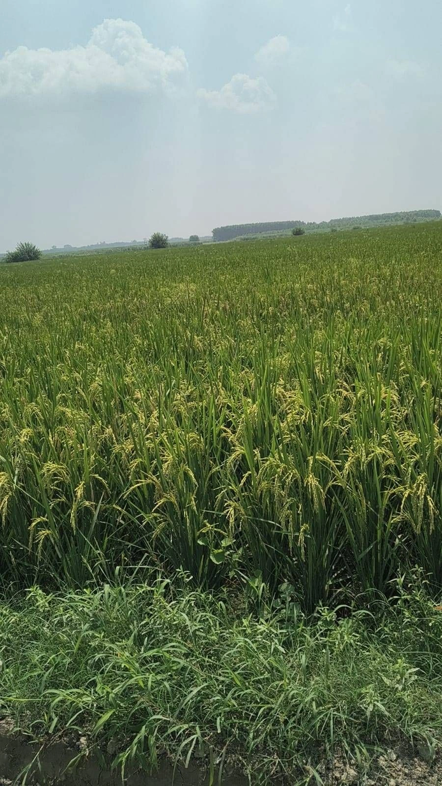 Jandan Wala, Bathinda, Punjab 151201, India
