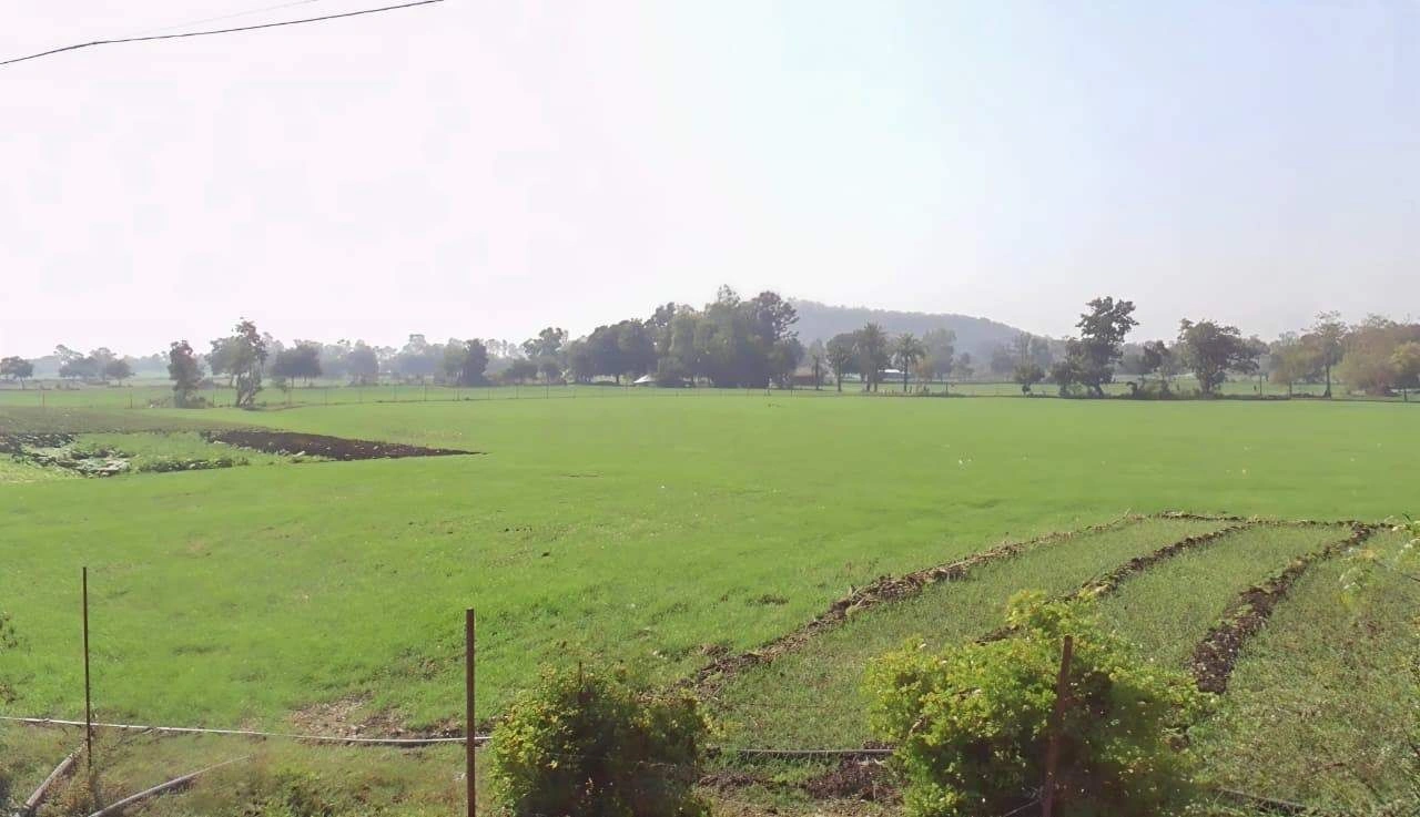 Gol Khedi, Madhya Pradesh 462038, India