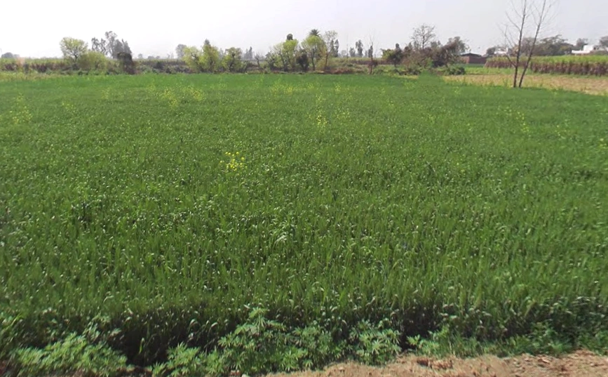 Phalauda, Uttar Pradesh 250401, India